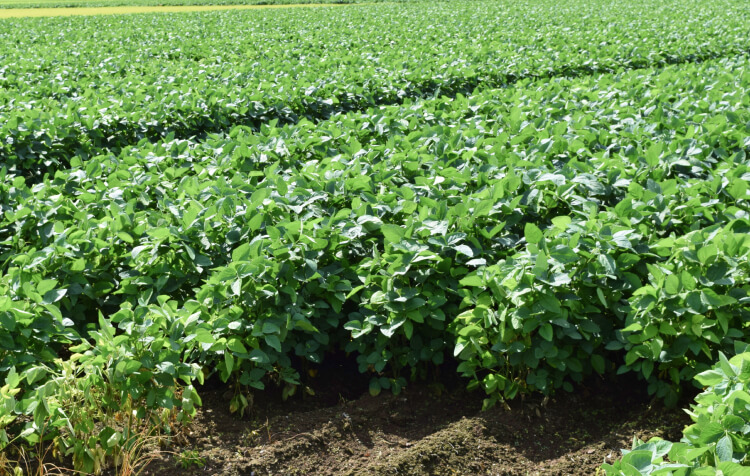 ブランド野菜を、適正な価値で